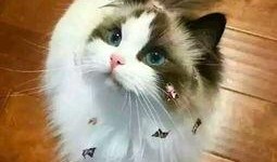 胖猫爆料者整理视频,视频内容深度解析