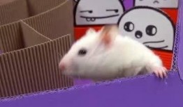 仓鼠迷仔蛋仔爆料视频,揭秘仓鼠界的神秘世界