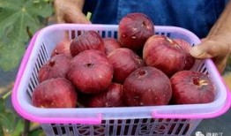 红团果实爆料视频,揭秘视频中的惊人发现