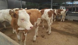 牛蛙养殖场爆料视频大全,爆料视频大全深度解析