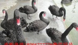 黑天鹅技能爆料最新版,颠覆传统，引领未来