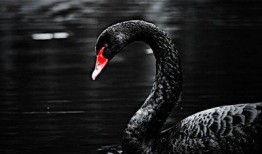 黑天鹅最新爆料视频大全,揭秘不为人知的幕后真相