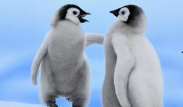 吃瓜网红企鹅图片,萌态十足引网友热议