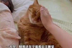 小猫爆料视频大全,揭秘萌宠爆笑瞬间