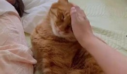 小猫爆料视频大全,揭秘萌宠爆笑瞬间