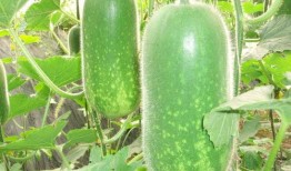 大瓜网红吃瓜图片大全,网红吃瓜图片大全，揭秘娱乐圈幕后真相