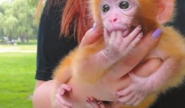 新西兰小猴子爆料视频网,揭秘神秘视频背后的真相