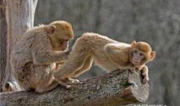 新西兰小猴子爆料视频网,揭秘神秘视频背后的真相