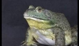 牛蛙养殖场爆料视频大全,爆料视频大全深度解析