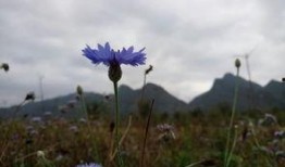 拈花惹草在线观看