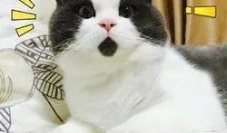 胖猫爆料者整理视频,视频内容深度解析