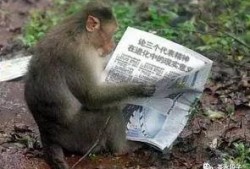 爆料呆妹想生猴子的视频,揭秘她为何想生猴子？
