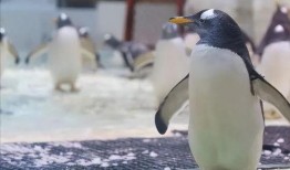 吃瓜网红企鹅图片,萌态十足引网友热议