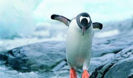 吃瓜网红企鹅图片,萌态十足引网友热议