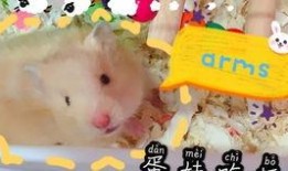 仓鼠迷仔蛋仔爆料视频,揭秘仓鼠界的神秘世界