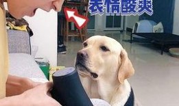 宠物博主爆料视频下载