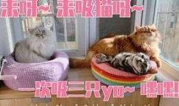 小猫爆料视频大全,揭秘萌宠爆笑瞬间