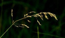 拈花惹草在线观看