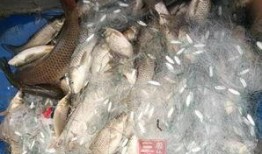 吃鱼最新爆料,吃鱼最新爆料，行业内幕大曝光！