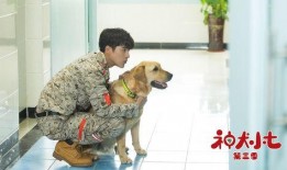 神犬小七3在线观看,忠诚守护，再战江湖