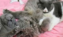 胖猫爆料者整理视频,视频内容深度解析