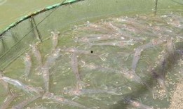 对虾暴食爆料视频,揭秘虾暴食现象背后的惊人真相