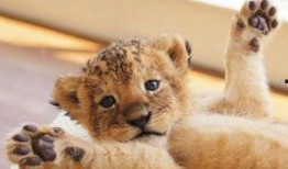 新西兰小猴子爆料视频网,揭秘神秘视频背后的真相