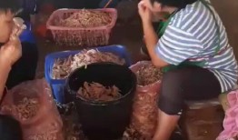 爆料无骨鸡爪视频,揭秘美食背后的秘密