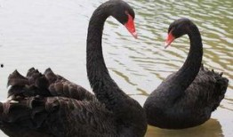 黑天鹅技能爆料最新版,颠覆传统，引领未来