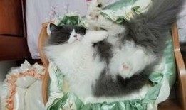 小猫爆料视频大全,揭秘萌宠爆笑瞬间